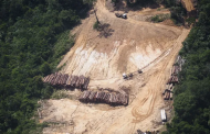 أبريل الماضي.. تدمير أشجار غابة الأمازون بما يعادل 140 ألف ملعب كرة قدم