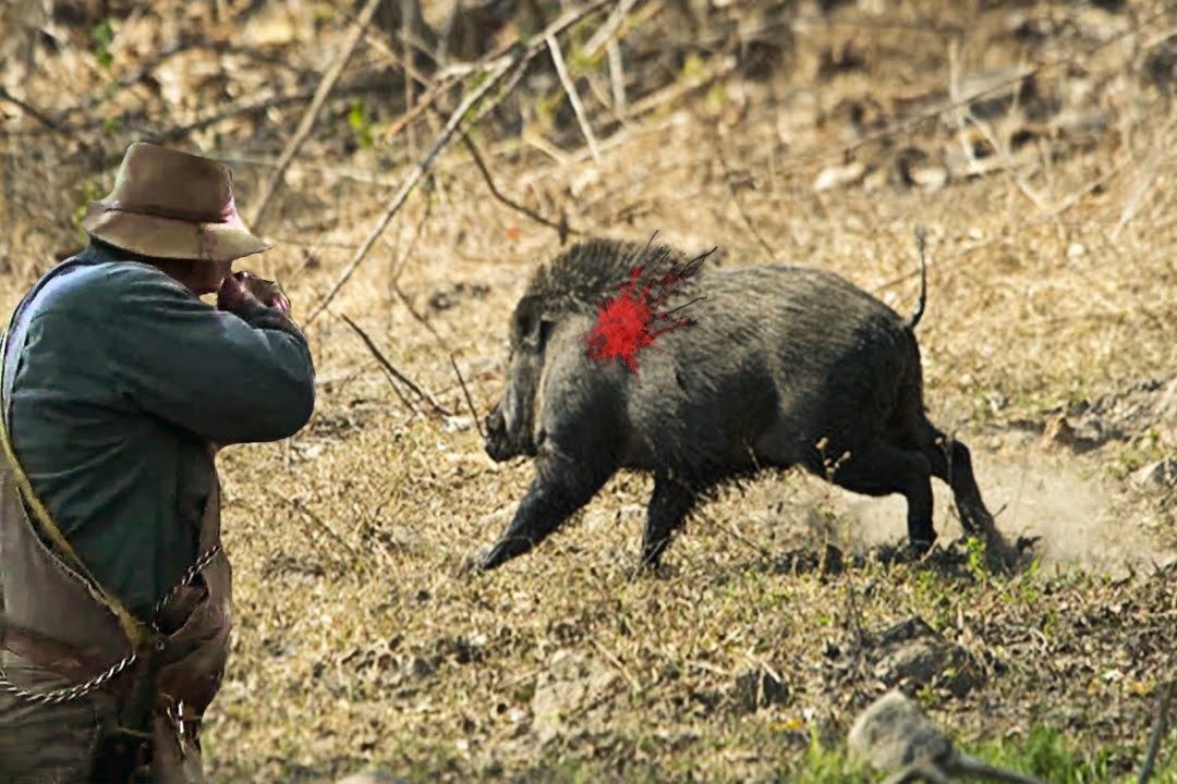 قناص يقتل قناصا في رحلة صيد للخنزير البري