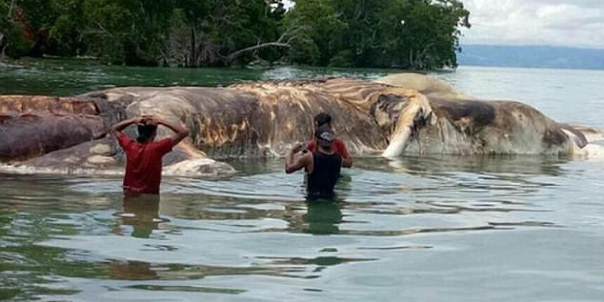 مخلوق بحري غامض يظهر على شاطئ بإندونيسيا.. جثته العملاقة طولها 15 متراً
