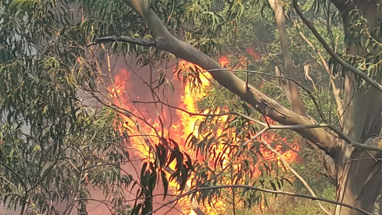 96 حريقا تجتاح 145 هكتارا من الغابات بالمغرب من فاتح يناير إلى 30 يونيو 2017