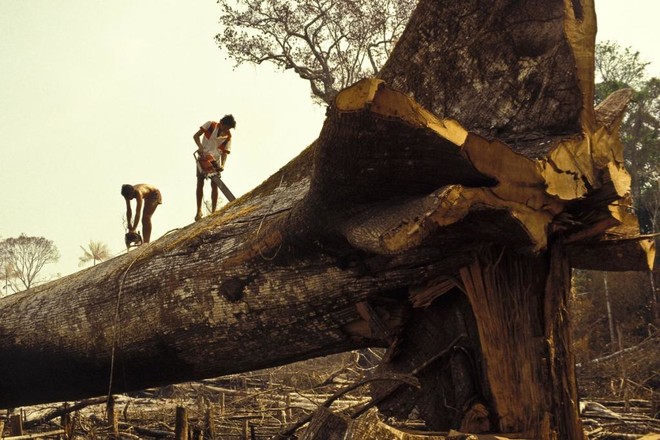 أرقام مُقلقة عن قطع الأشجار في الأمازون