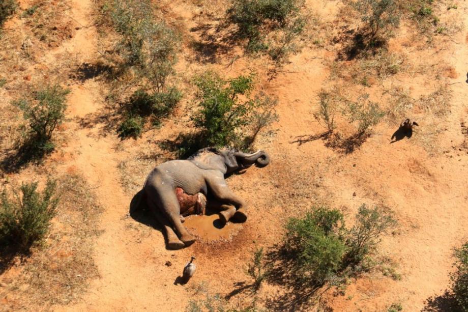 بوتسوانا.. نفوق 350 فيلا على الأقل بشكل غامض