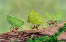دراسة: الأرض موطن لما لا يقل عن 20 مليون مليار نملة